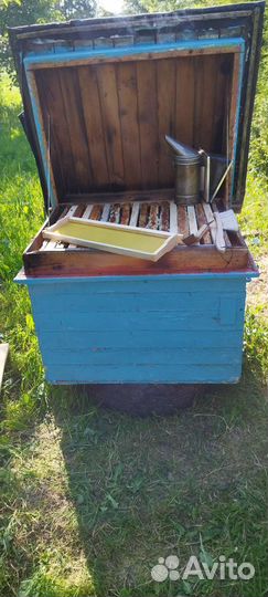 Пчелы с ульями