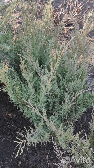 Можевельник казацкий