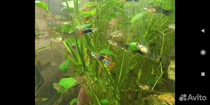 Рыбки гуппи