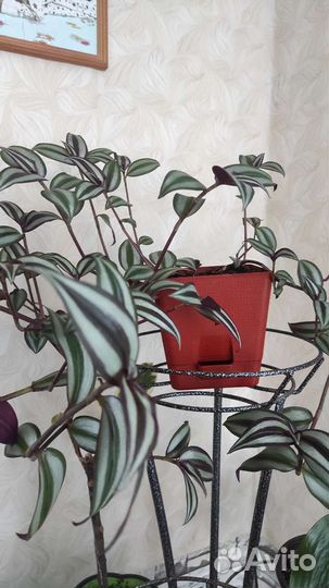 Традесканция Зебрина домой или в офис