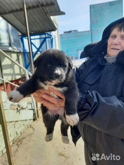 Собака в добрые руки
