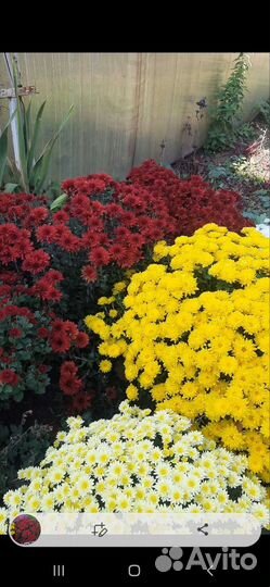 Хризантемы мультифлора