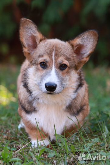 Щенки Вельш Корги Пемброк