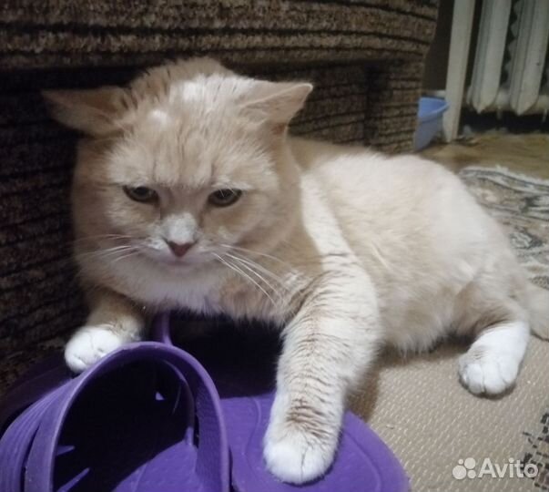 В добрые руки