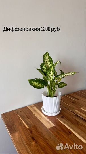 Комнатные растения: стерилиция, эпифилум