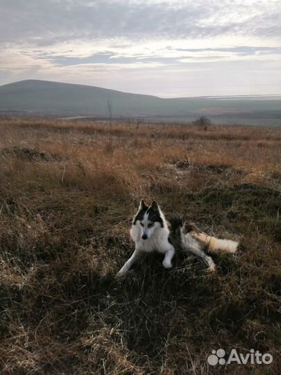 Западно сибирская лайка