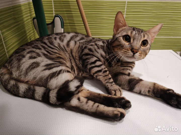 Бенгальская кошка