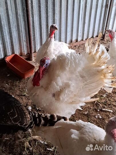 Индюки на мясо