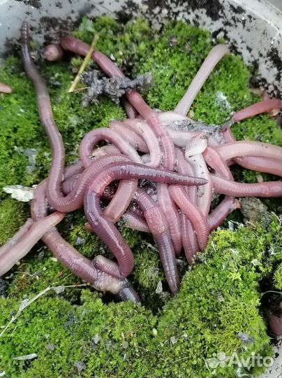 Черви для рыбалки выползки