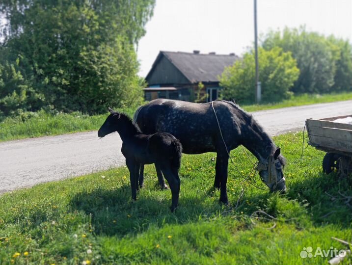 Лошади