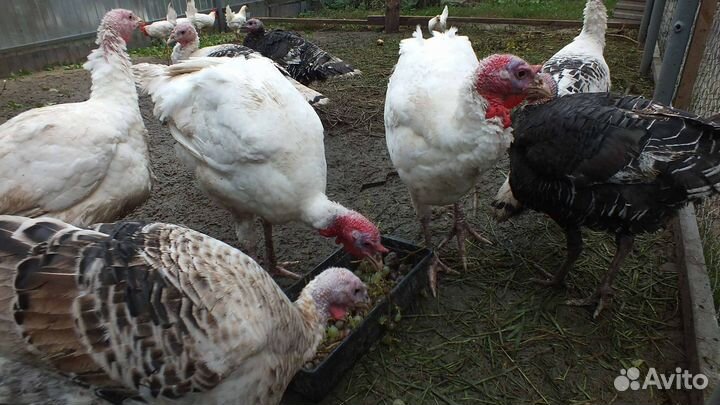 Индюки домашние