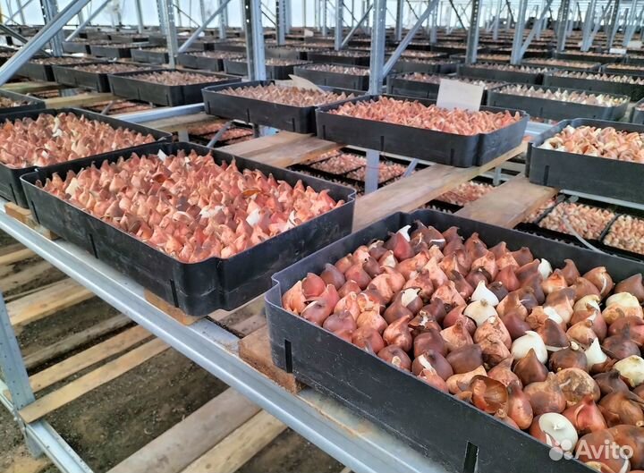 Луковицы тюльпанов опт