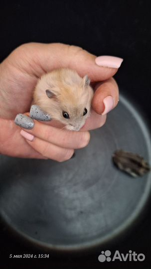 Джунгарские хомячки