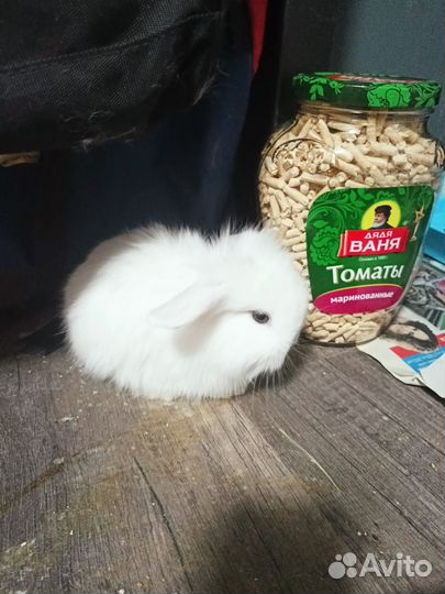 Карликовый крольчонок баран