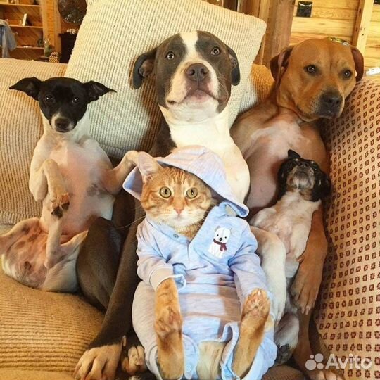 Передержка домашних животных Зоогостиница