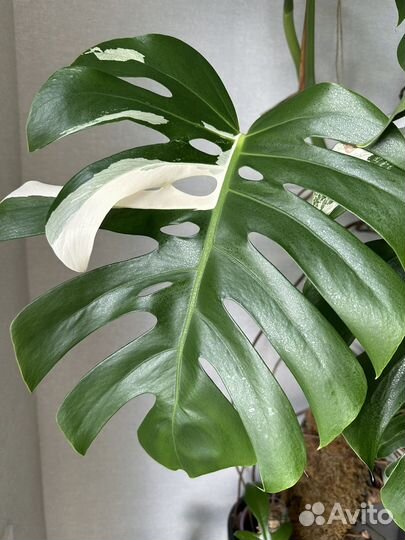 Монстера вариегатная макушка
