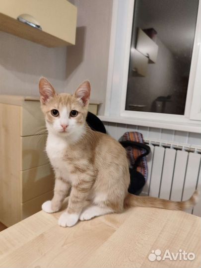 Котенок в добрые руки
