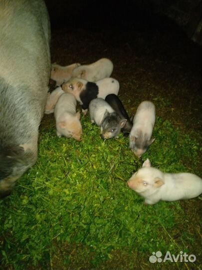 Вьетнамский вислобрюхий поросенок