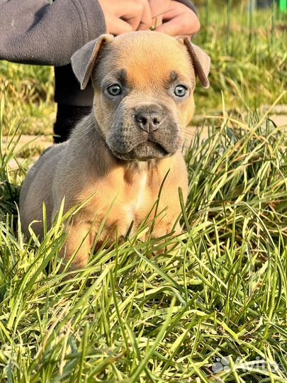 Америкаский булли щенки