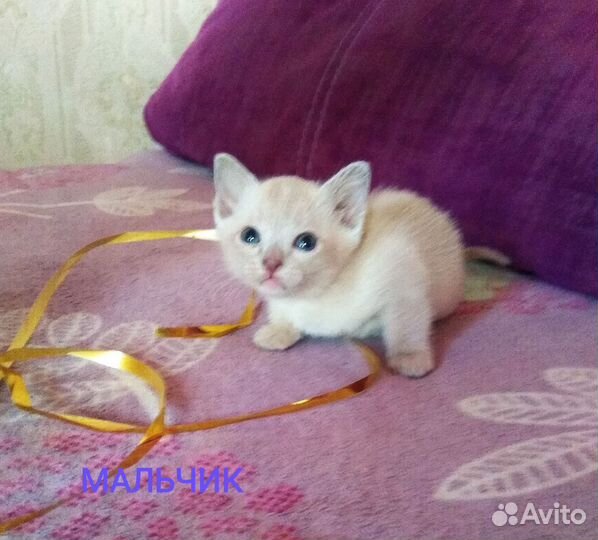 Котята европейской бурмы