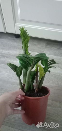 Замиокулькас Зензи