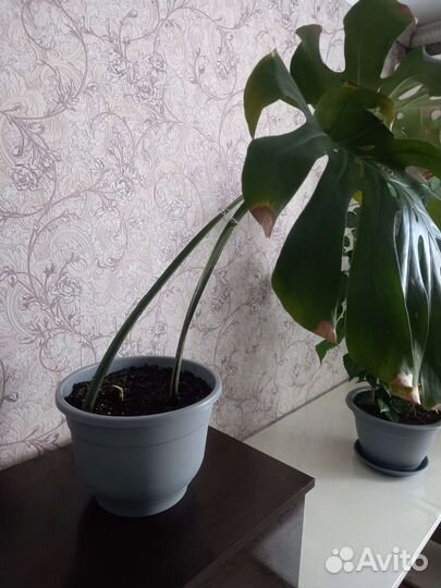 Комнатные цветы манстера