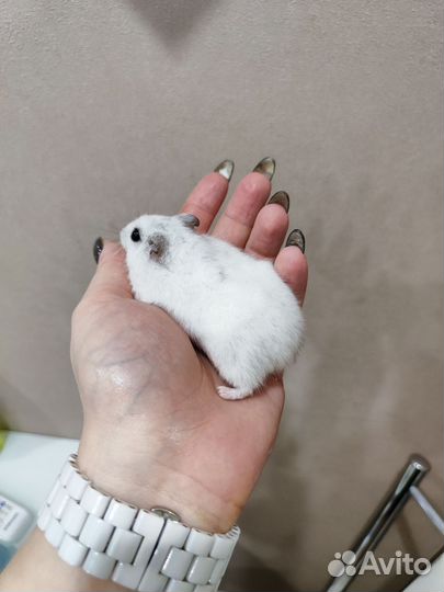 Хомяк с клеткой