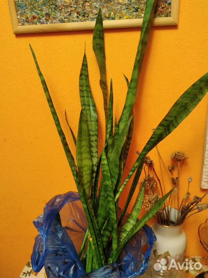 Сансевиерия