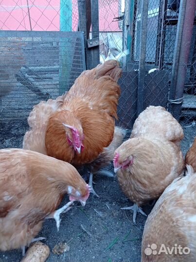 Инкубационное яйцо орпингтона