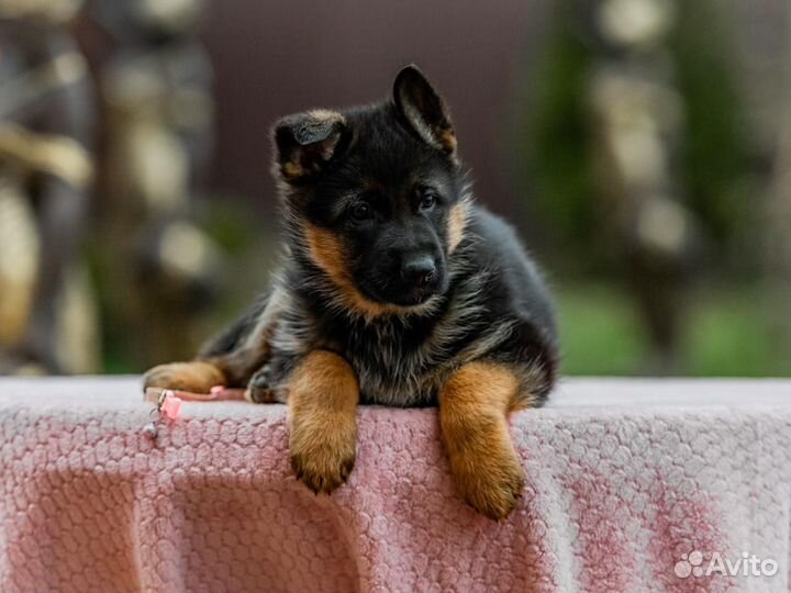 Щенки породы немецкая овчарка