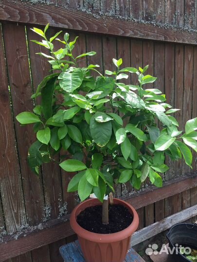 Черенки цитрусов неукорененные