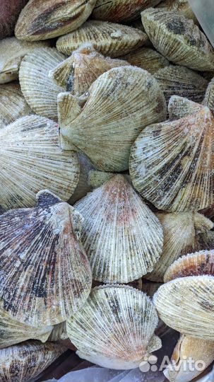 Рыба и морепродукты