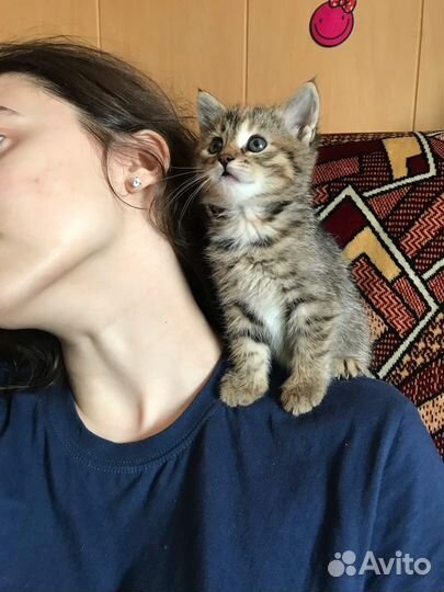 Передержка котов и кошек, пока вы в отпуске