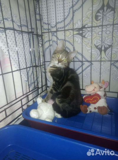 Котёнок в дар