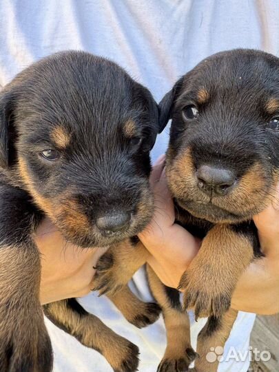 Щенки ягдтерьера