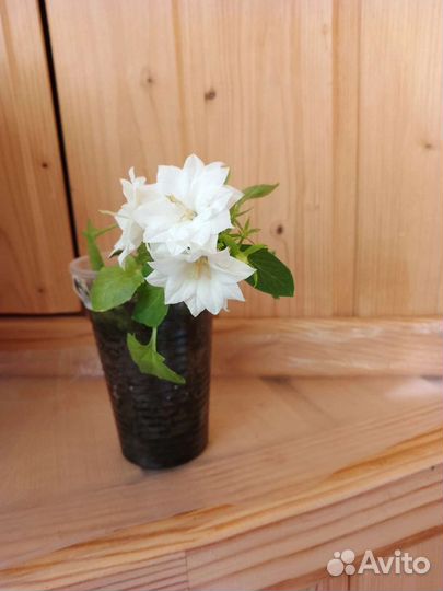 Кампанула (махровая невеста)