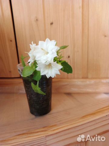 Кампанула (махровая невеста)