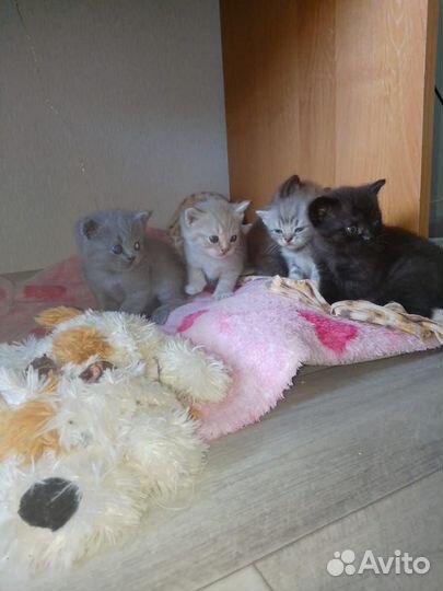 Ждут любимых хозяев