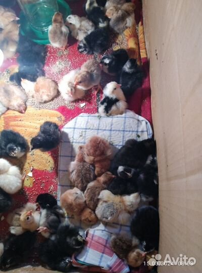 Куры несушки