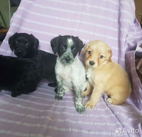 Спаниель метис щенки