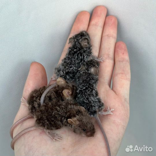 Сатиновые мыши декоративные грызуны