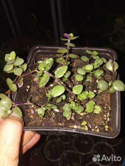 Традесканция мелколистная коллизия ампельная
