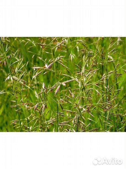 Семена овсяницы / овсяница луговая