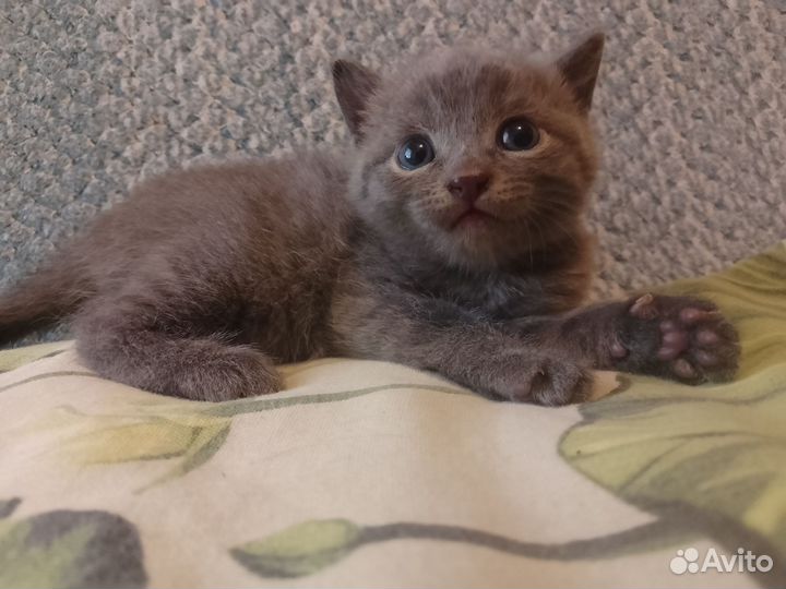 Отдам в добрые руки котят