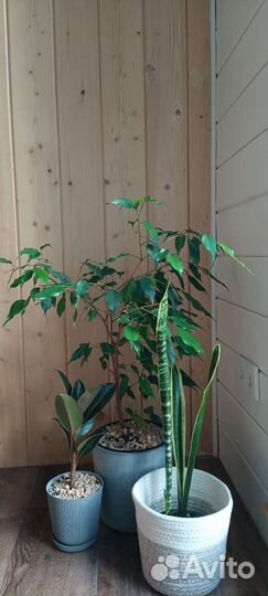 Фикус бенджамина