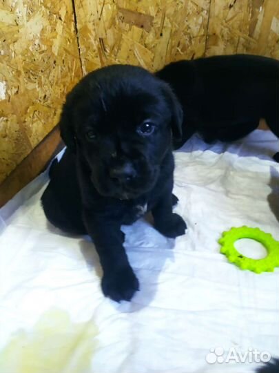 Щенки лабрадора