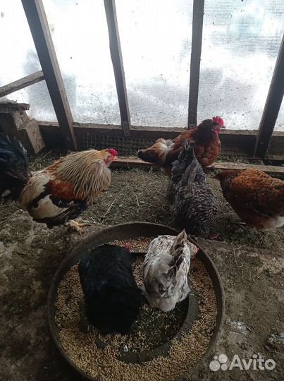 Пять курочек и петушок