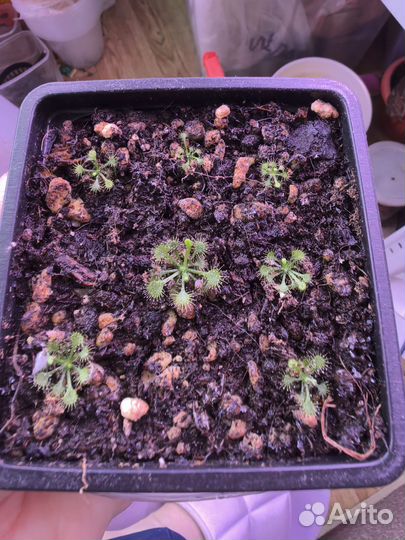 Росянкатоkaiensis