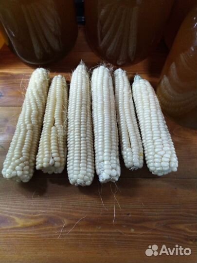 Белая домашняя кукуруза