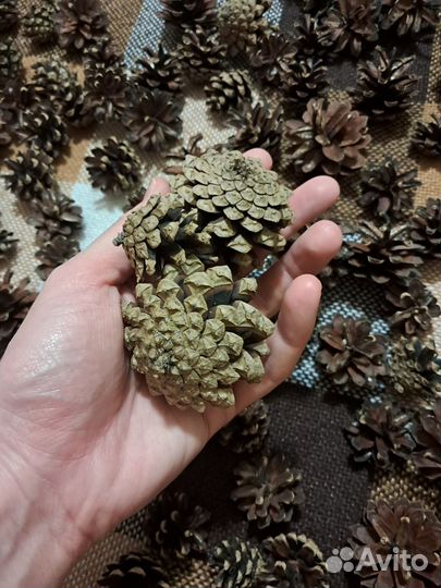 Шишки сосна